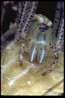 : Peucetia sp.; Lynx Spider