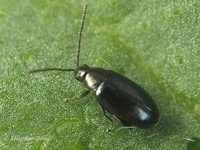 Phyllotreta nigripes