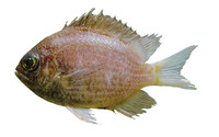 Chromis insolata, Sunshinefish: aquarium