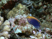 Pomacentrus vaiuli, Ocellate damselfish: aquarium