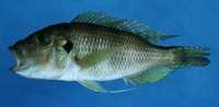 Limnochromis abeelei, : aquarium