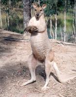 Image of: Macropus agilis (agile wallaby)