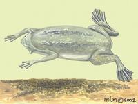Image of: Pipa pipa (Surinam toad)