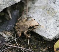 Image of: Pseudacris streckeri (Strecker's chorus frog)