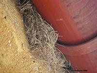 Passer domesticus - House Sparrow