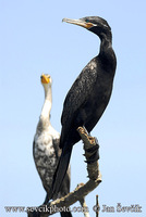 Phalacrocorax brasilianus - Neotropic Cormorant