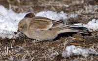 Image of: Montifringilla adamsi (black-winged snowfinch)