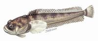 Image of: Porichthys notatus (plainfin midshipman)