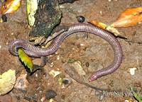 Blanus cinereus - European Worm Lizard