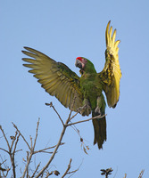 Military Macaw - Ara militaris