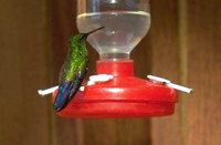 Steely-vented Hummingbird - Saucerottia saucerrottei