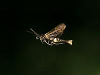 Orange-tailed Clearwing