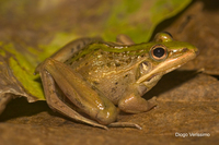 : Ptychadena mascareniensis; Mascarene Ridged Frog