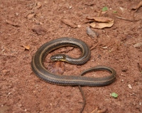 : Helicops infrataeniatus