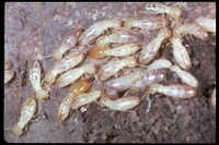 : Reticulitermes hesperus; Western Termite