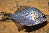 Amphistichus koelzi, Calico surfperch: gamefish