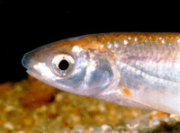 Chondrostoma toxostoma, : gamefish