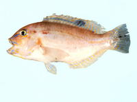 Choerodon monostigma, Dark-spot tuskfish: