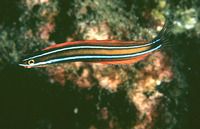 Plagiotremus ewaensis, Ewa blenny: aquarium