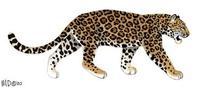 Image of: Panthera onca (jaguar)