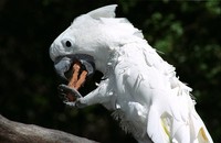 Cacatua alba - White Cockatoo