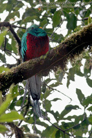 Pharomachrus mocinno - Resplendent Quetzal