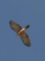 Plain-breasted Hawk - Accipiter ventralis