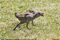 Tasmanian Native-hen - Gallinula mortierii