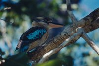 Blue-winged Kookaburra - Dacelo leachii