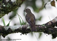 Gray-chested Jungle-Flycatcher - Rhinomyias umbratilis
