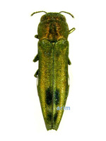 Agrilus chujoi - 황녹색호리비단벌레