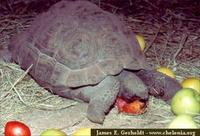Galapagos Tortoise, Geochelone nigra