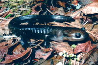 : Ambystoma gracile; Northwestern Salamander