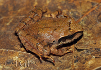 : Craugastor decoratus; Adorned Robber Frog