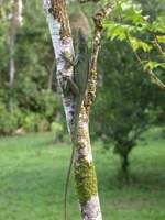 : Anolis punctatus; Amazon Green Anole