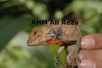 : Calotes versicolor; Garden Lizard