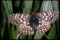 : Euphydryas editha bayensis; Bay checkerspot butterfly