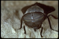 : Tabanus punctifer; Western Horsefly
