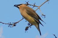 Pictured here is a Cedar Waxwing trying to open its mouth wide enough to eat the berry.