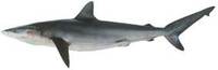 Dusky Whaler - Carcharhinus obscurus