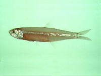Stolephorus insularis, Hardenberg's anchovy: fisheries, bait