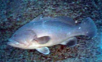Epinephelus nigritus, Warsaw grouper: fisheries, gamefish