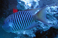 Genicanthus melanospilos, Spotbreast angelfish: aquarium