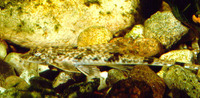 Rineloricaria fallax, : aquarium