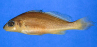 Pachypops fourcroi, Guyanan croaker: fisheries, aquaculture