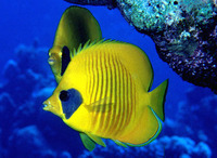 Chaetodon semilarvatus, Bluecheek butterflyfish: aquarium