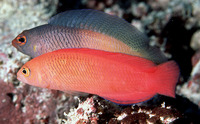 Cypho purpurascens, Oblique-lined dottyback: aquarium