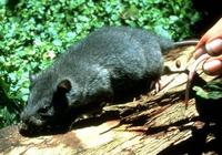 Image of: Tylomys watsoni (Watson's climbing rat)
