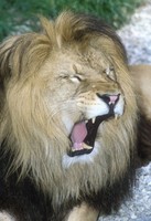Panthera leo leo - Barbary Lion