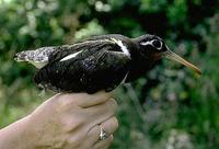 Image of: Rostratula benghalensis (greater painted-snipe)